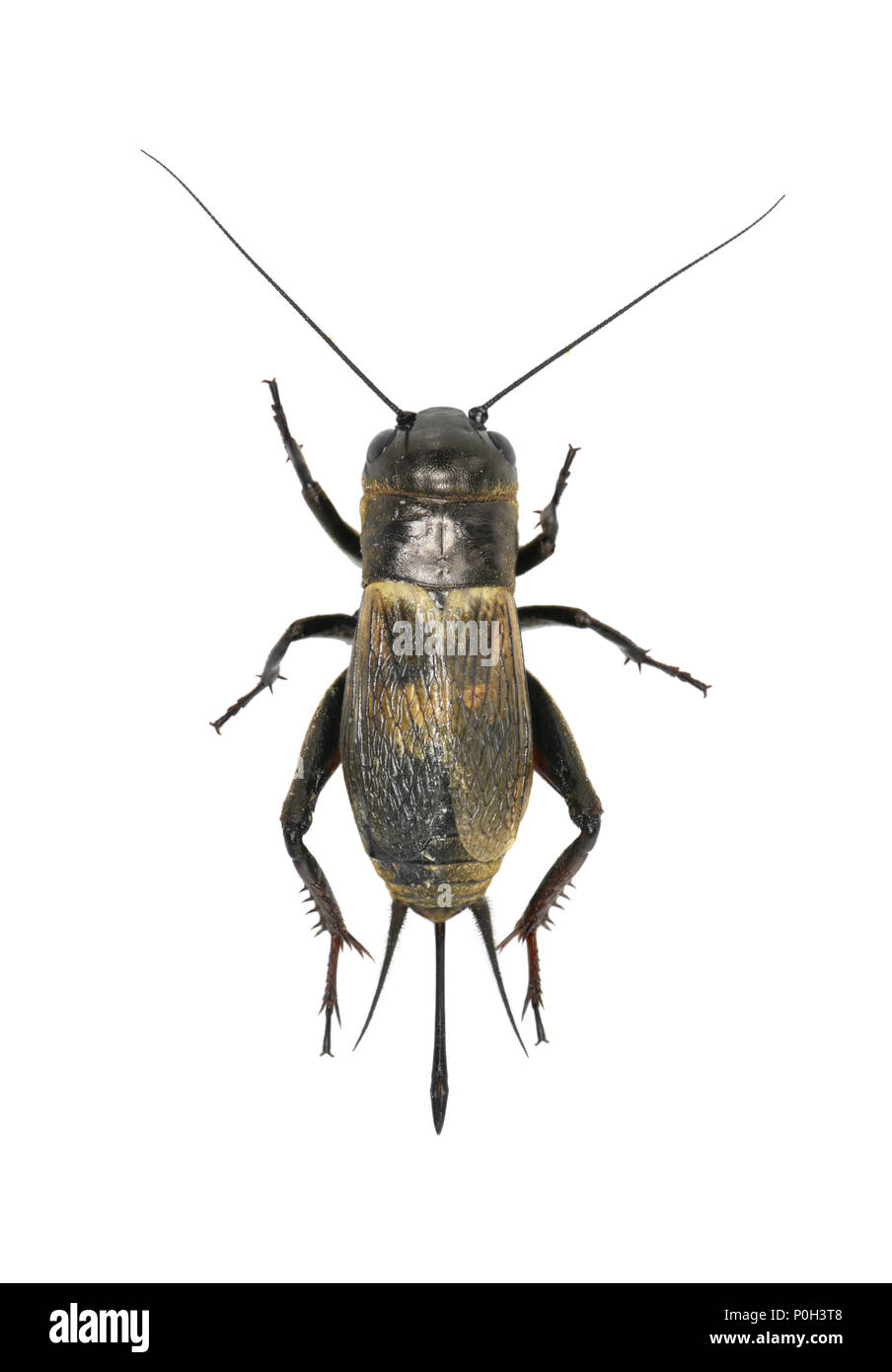 Campo Cricket - Gryllus campestris femmina Foto Stock