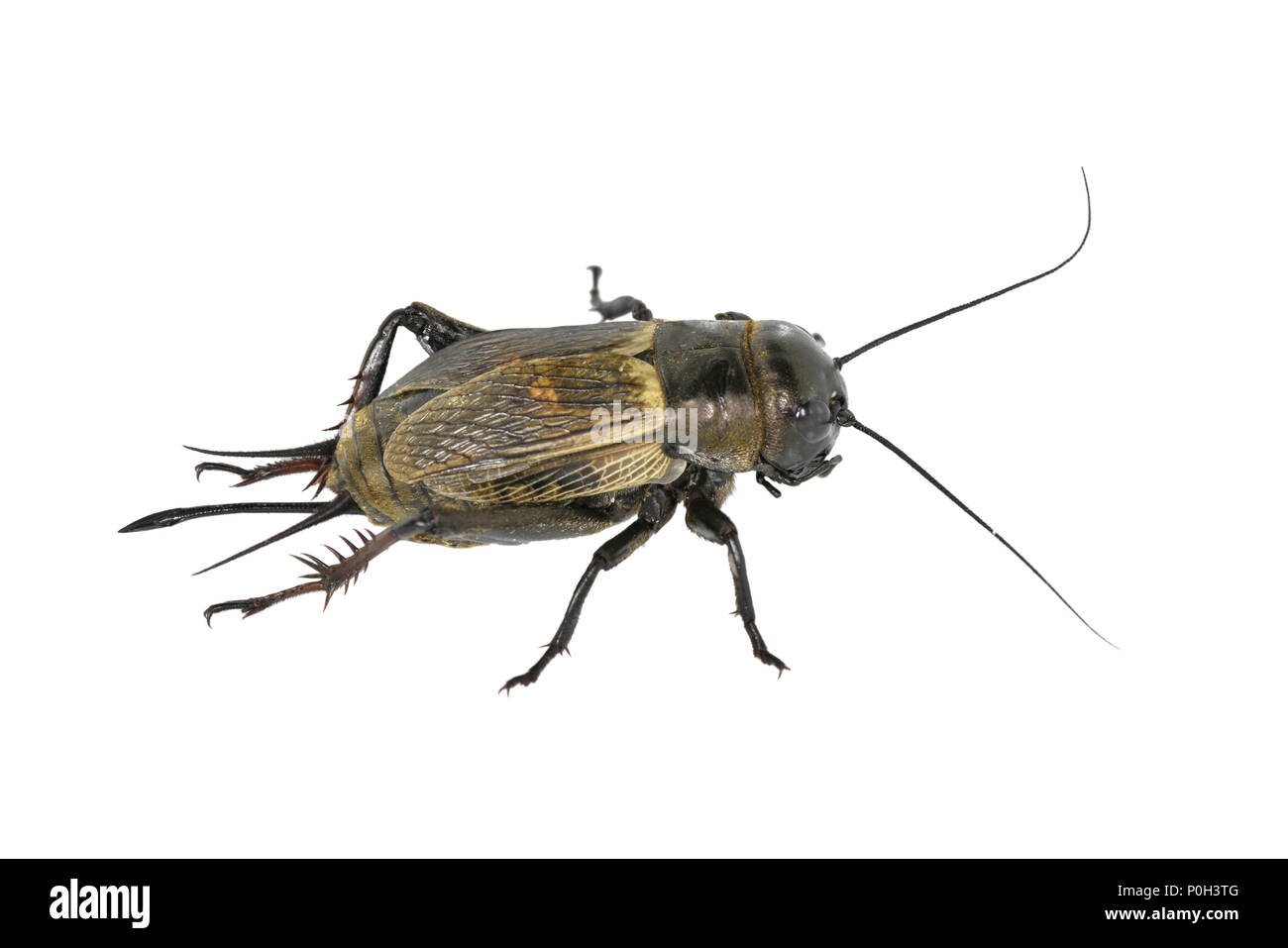 Campo Cricket - Gryllus campestris femmina Foto Stock