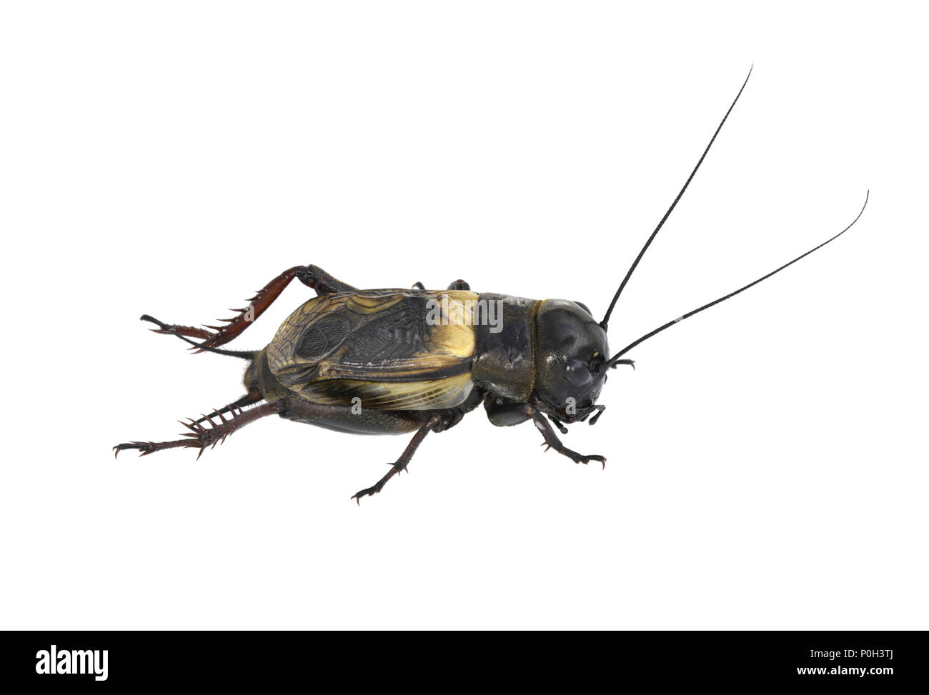Campo Cricket - Gryllus campestris maschio Foto Stock