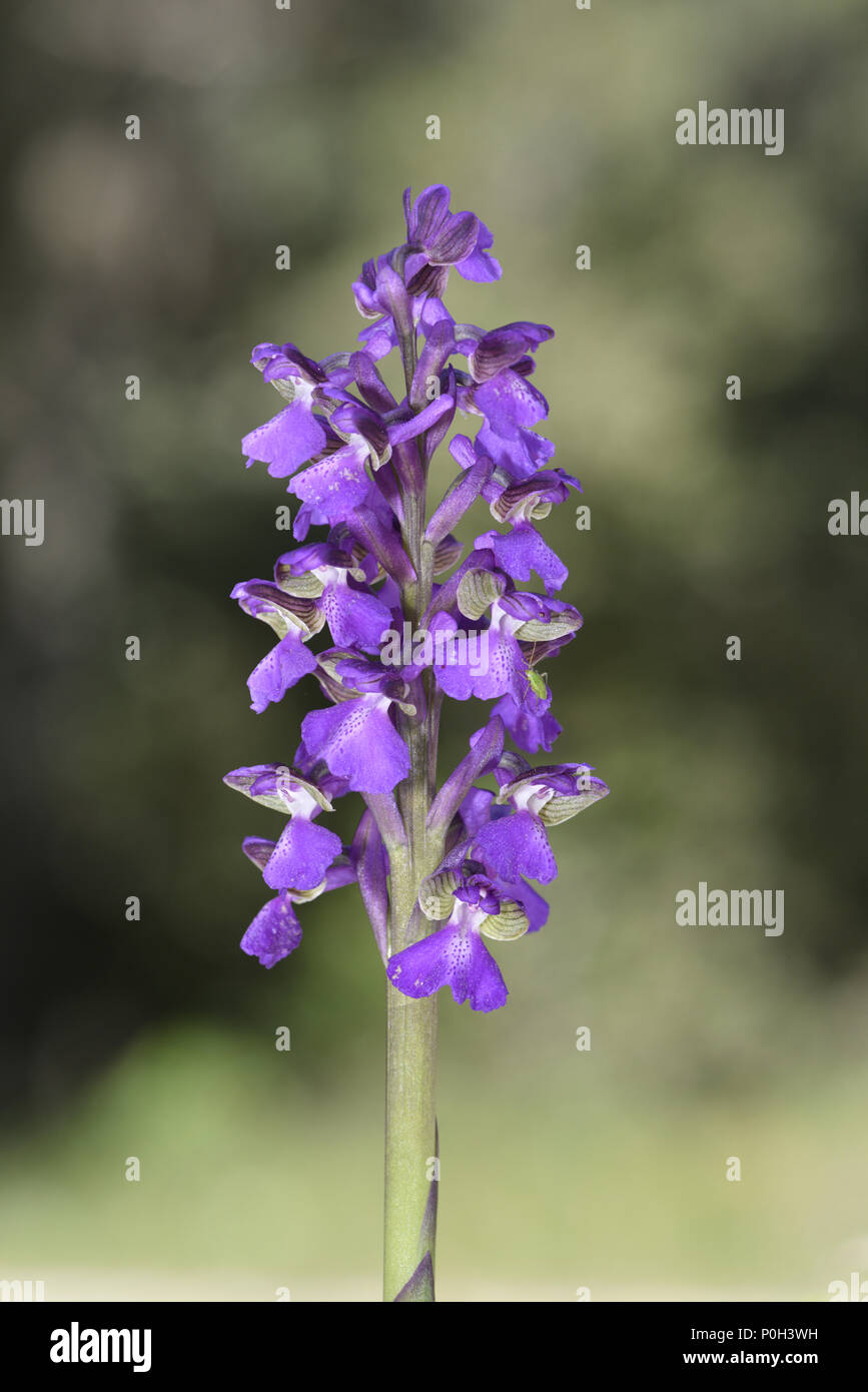 Verde-winged Orchid - Anacamptis morio Gargano, Italia Foto Stock