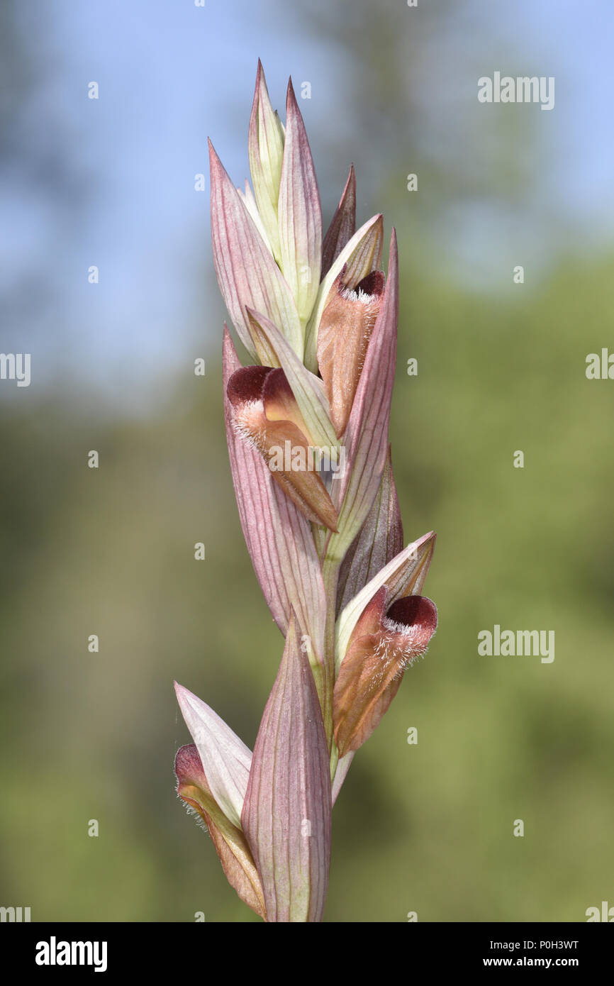 Lungo la linguetta a labbro Orchid - Serapias vomeracea Foto Stock