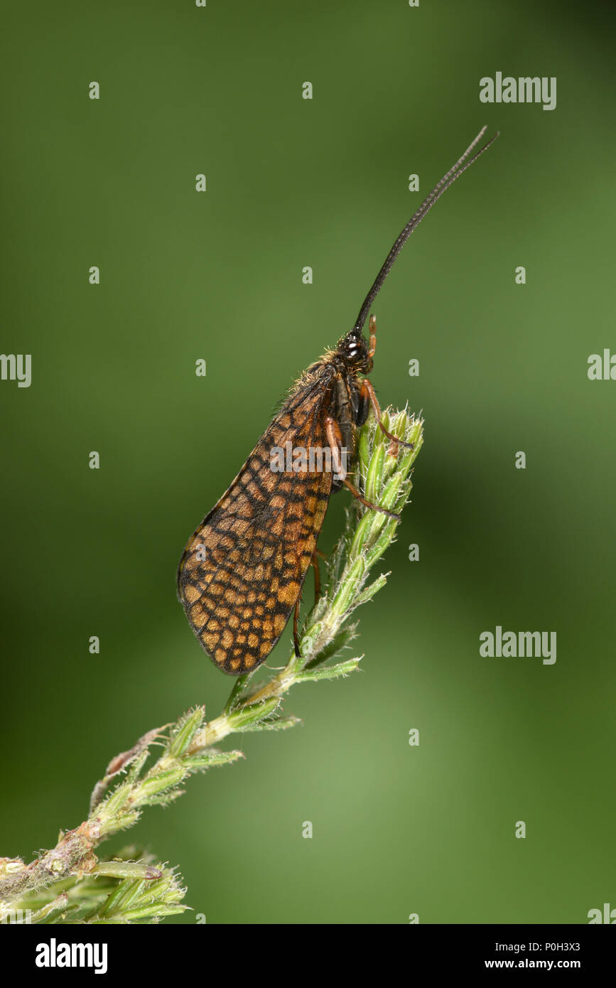 Finestra-winged Sedge - Hagenella clathrata Foto Stock