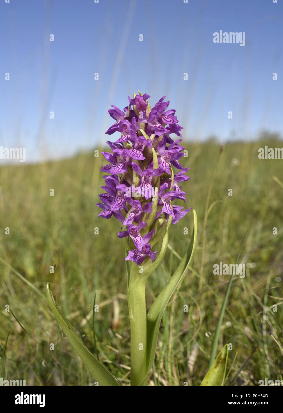 Early Marsh-orchid - Dactylorhiza incarnata subsp. pulchella Foto Stock