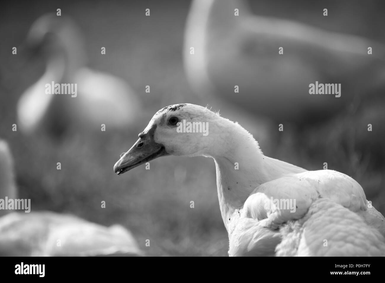 Bianco e nero anatra in fattoria Foto Stock
