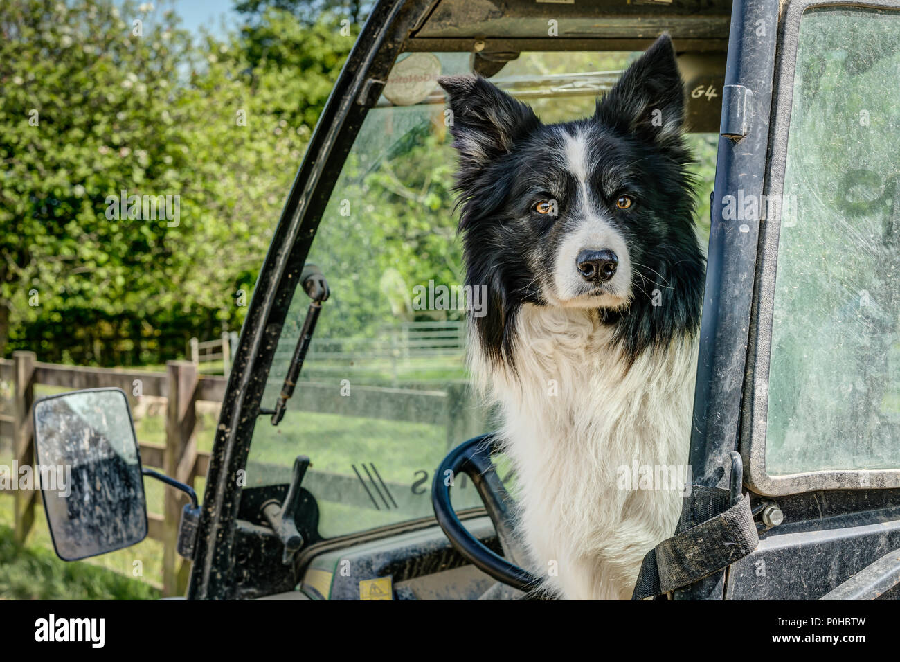 Un ritratto orizzontale di Border Collie sheepdog avviso seduto nel sedile del guidatore di un veicolo fuoristrada aspettando pazientemente per il suo padrone a tornare Foto Stock