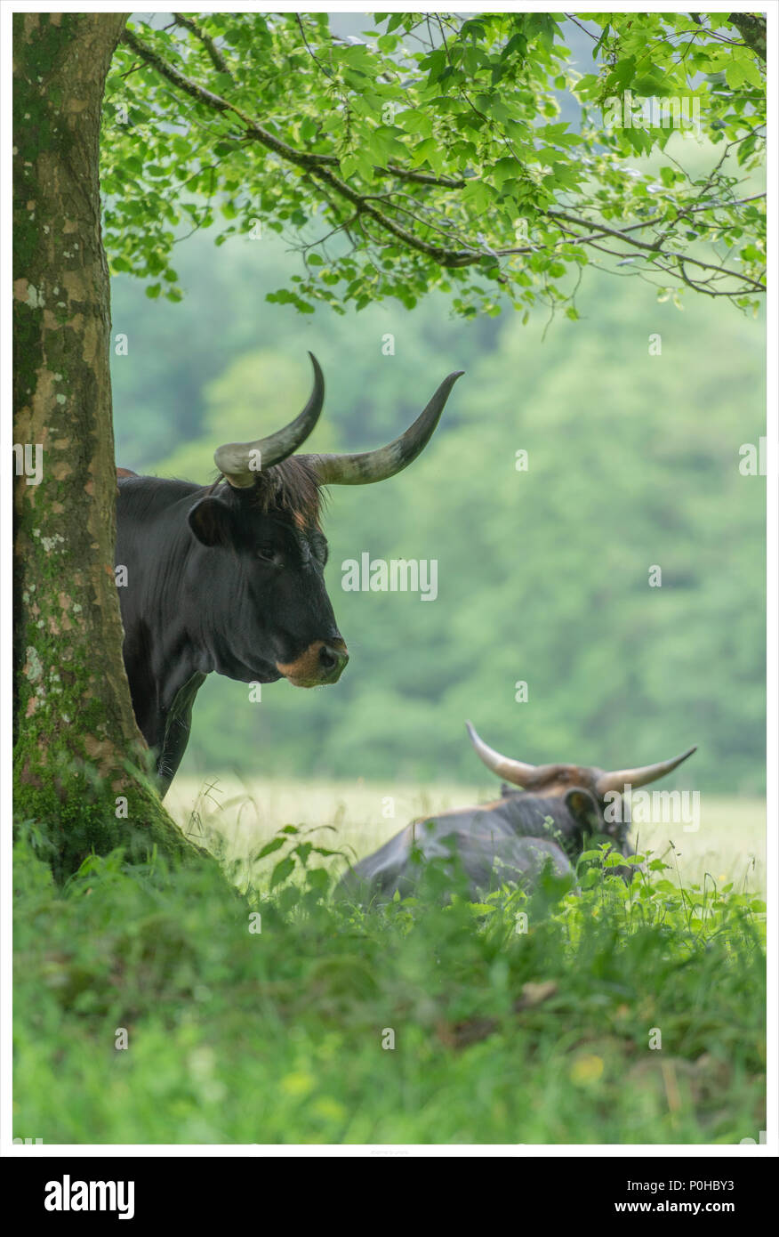 I diavoli del bestiame in una riserva naturale Foto Stock