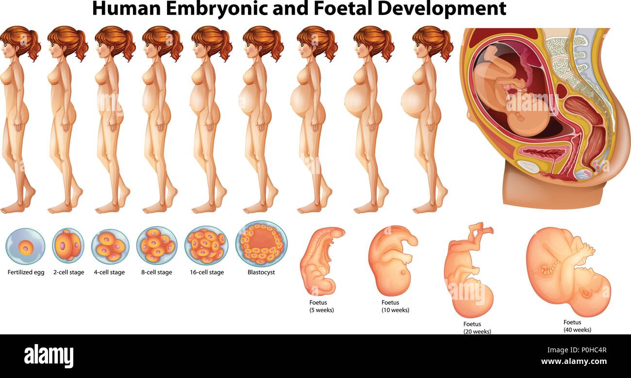 Vettore di umana embrionale e fetale illustrazione di sviluppo Illustrazione Vettoriale