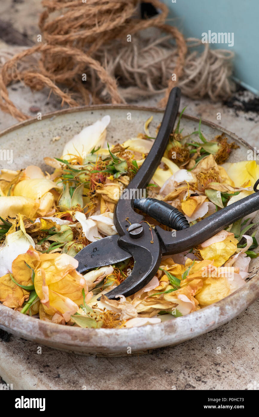 Corsa a vuoto Rosa 'Maigold' fiori con secateurs vintage in una ciotola su una panchina da giardino. Regno Unito Foto Stock