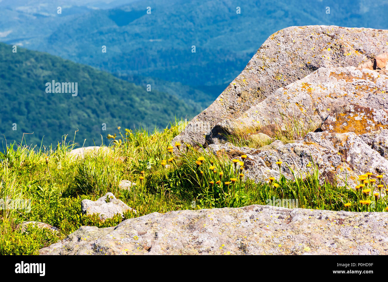 Rocce sul bordo di un pendio erboso. gialla di tarassaco tra le rocce. bellissimo paesaggio naturale in montagna Foto Stock