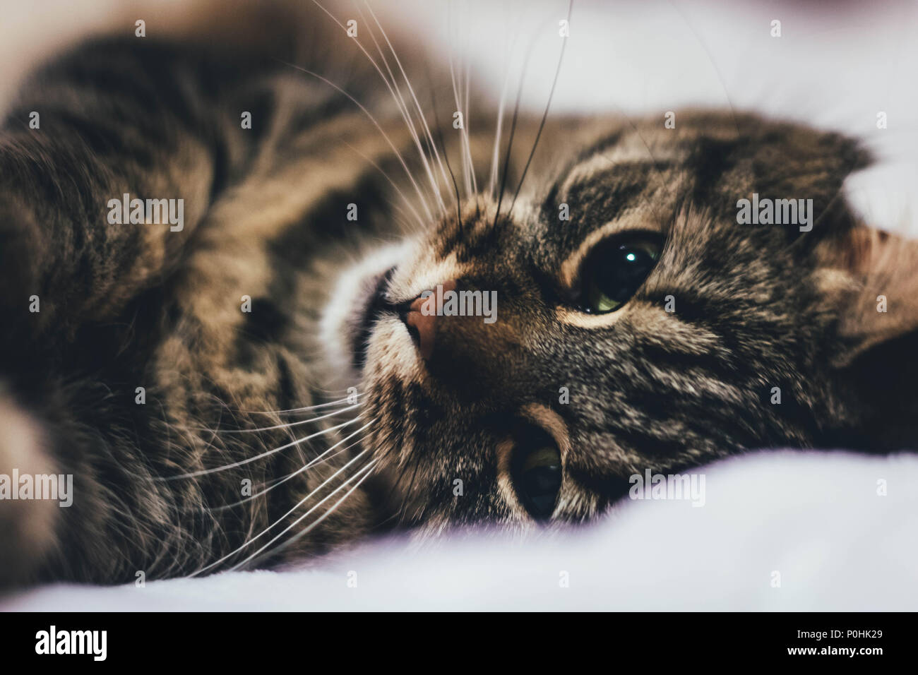 Un primo piano su un gatto sdraiato su un letto Foto Stock