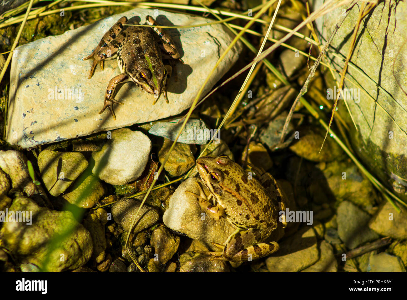 Pelophylax perezi, Perez rana del noto anche come acqua iberica rana, Iberian rana verde, Coruna rana Foto Stock