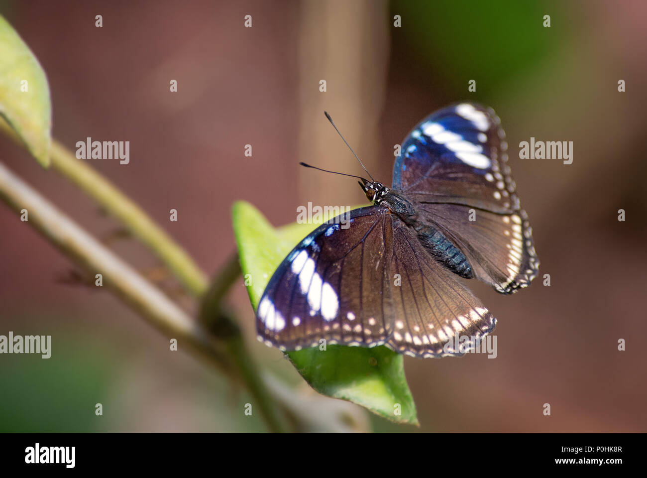 Comune - Eggfly Hypolimnas bolina, bella farfalla colorata da asiatica e cespugli di australiano e foreste. Foto Stock