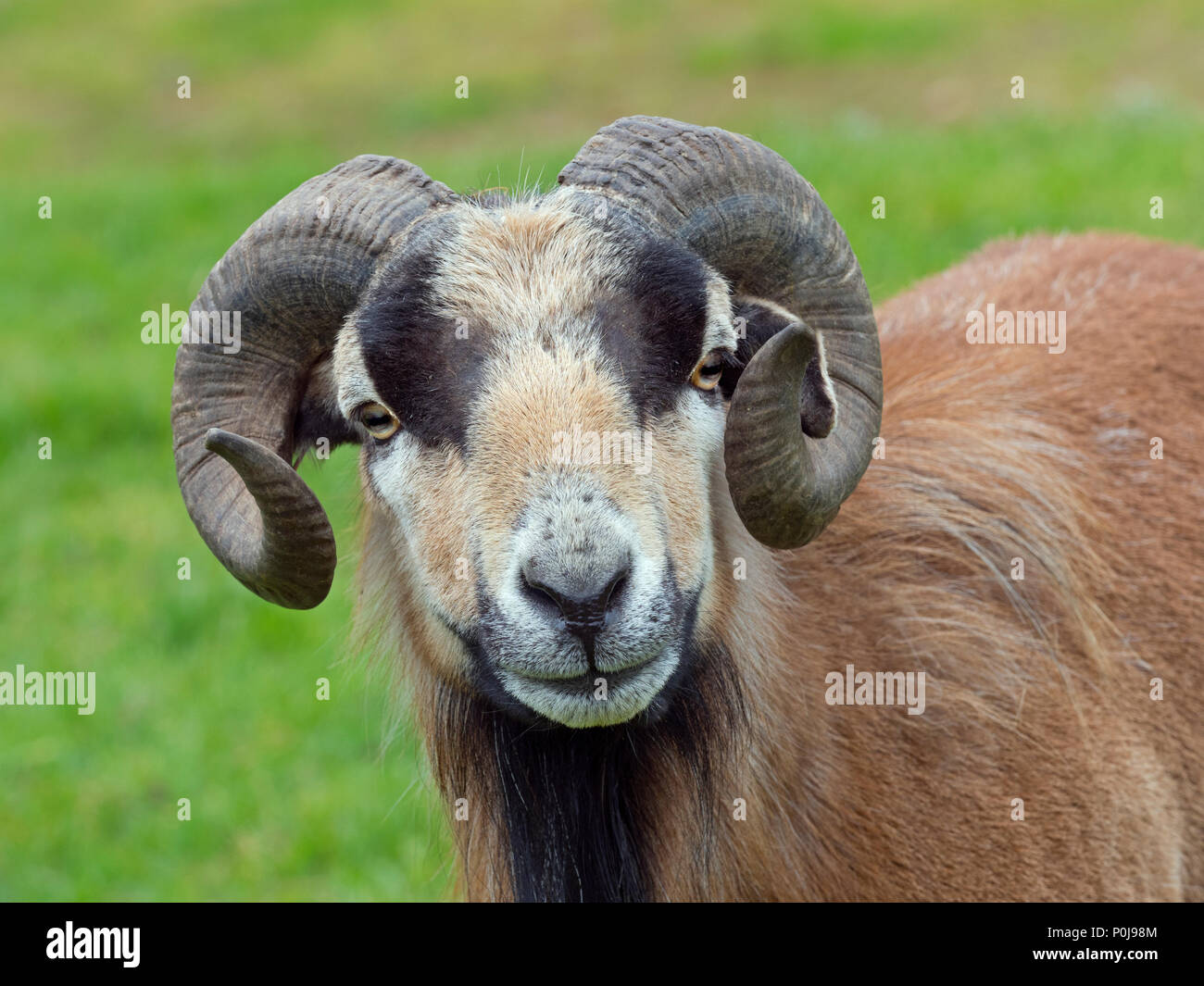 Camerun ovini Ovis aries aries maschio del Camerun Foto Stock
