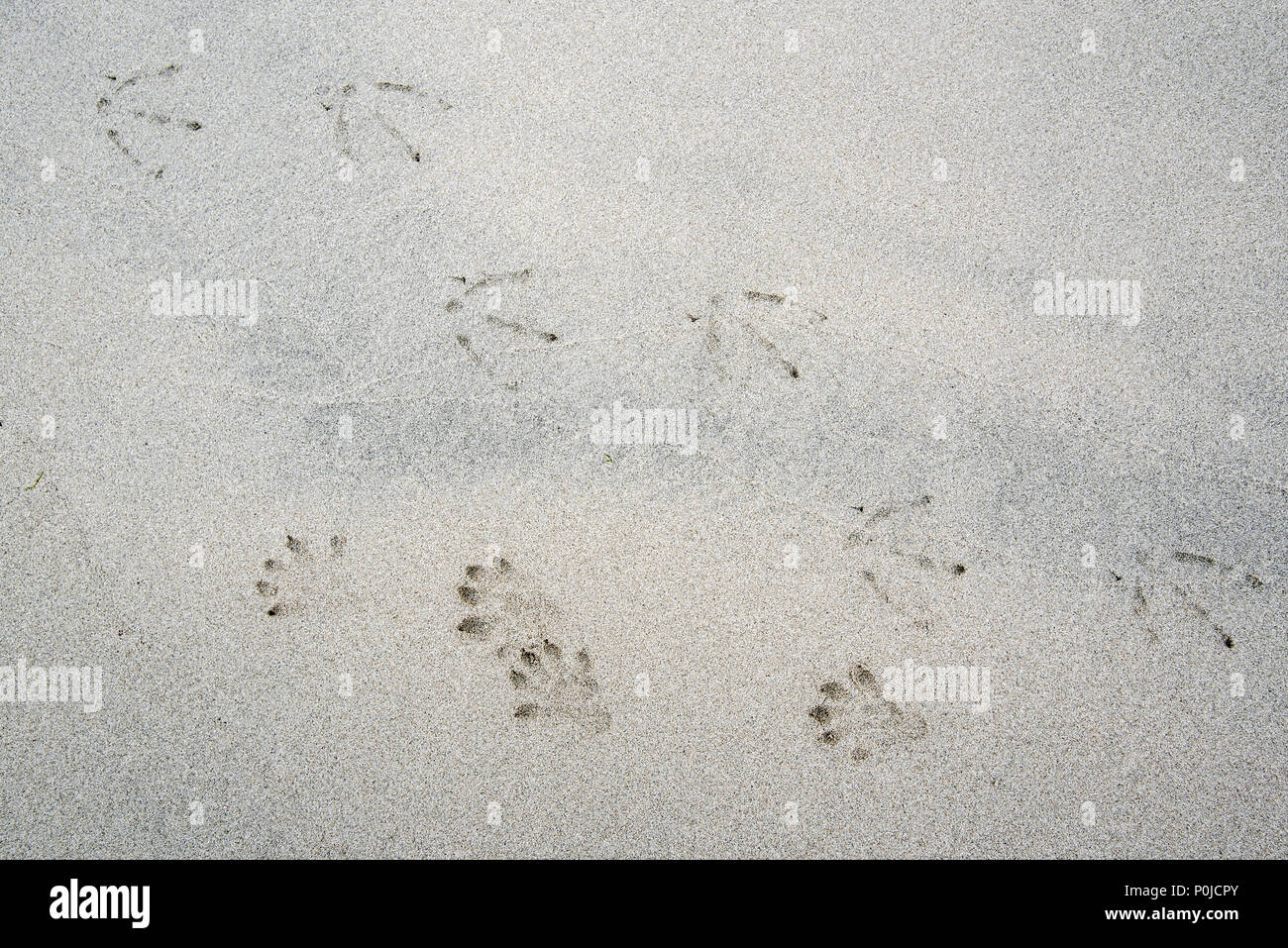 Lontra eurasiatica / Lontra europea (Lutra lutra) e seagull impronte in umido di sabbia di mare sulla spiaggia nelle zone costiere della Scozia, Regno Unito Foto Stock