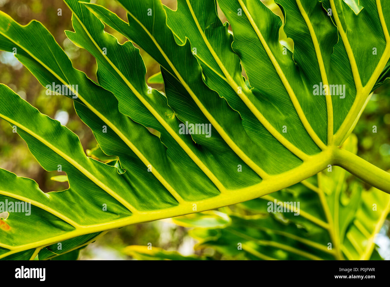 Dettaglio di intricati Philodendron foglie; Araceae;; impianto south central Florida, Stati Uniti d'America Foto Stock