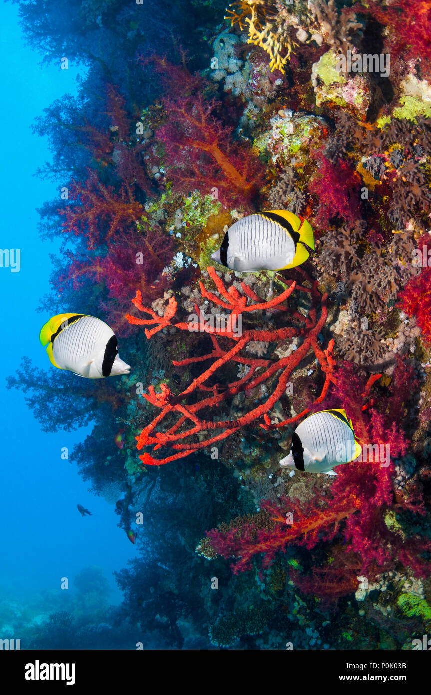 Fiancheggiata butterflyfish [Chaetodon lineolatus] nuoto passato Corda rossa di spugna e coralli molli sulla barriera corallina. Egitto, Mar Rosso. Foto Stock