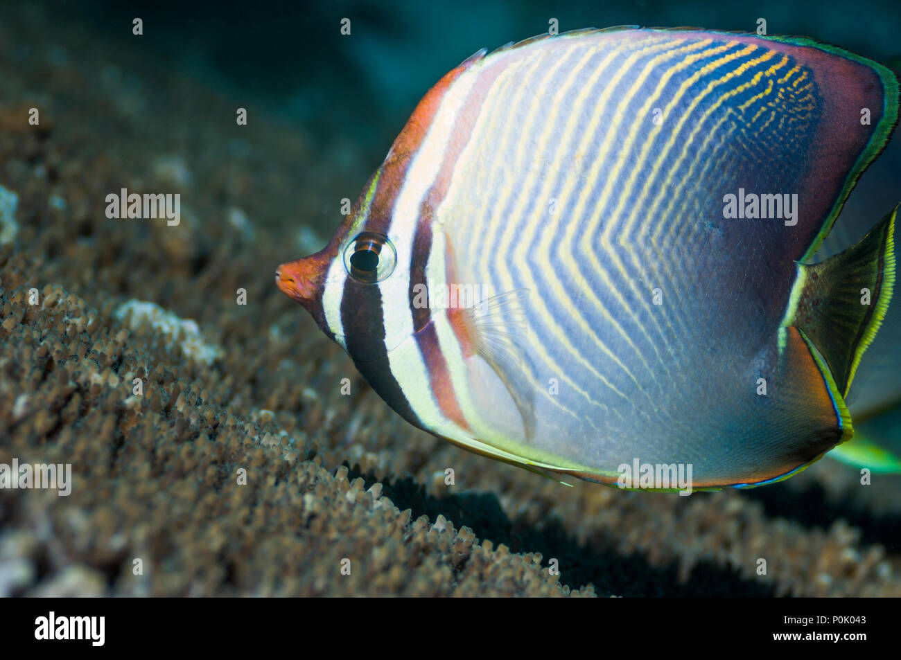 Triangolo orientale butterflyfish [Chaetodon baronessa]. Indonesia. Foto Stock