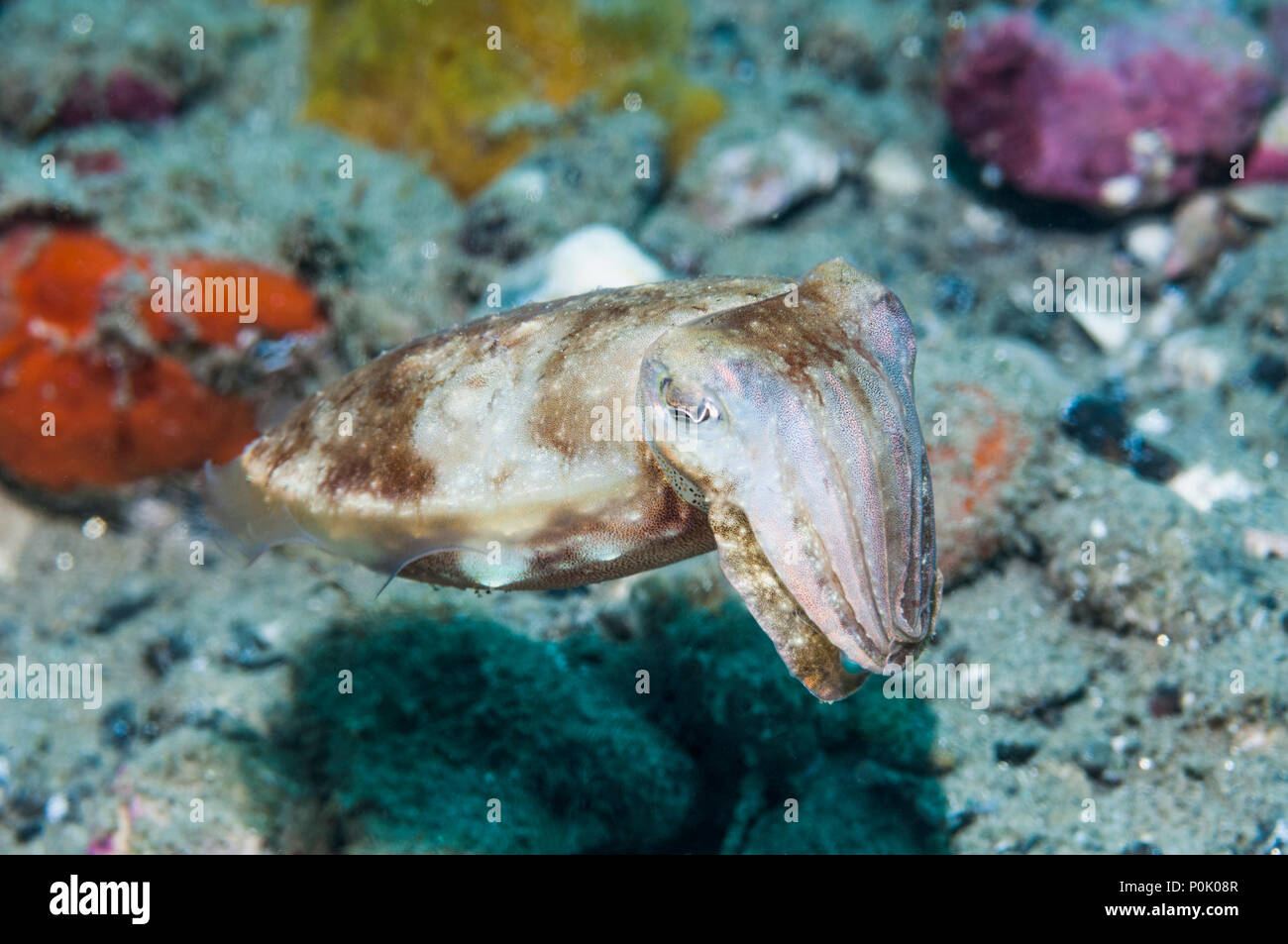 Seppie Broadclub [SEPPIA latimanus]. Ad Ambon, Indonesia. Foto Stock