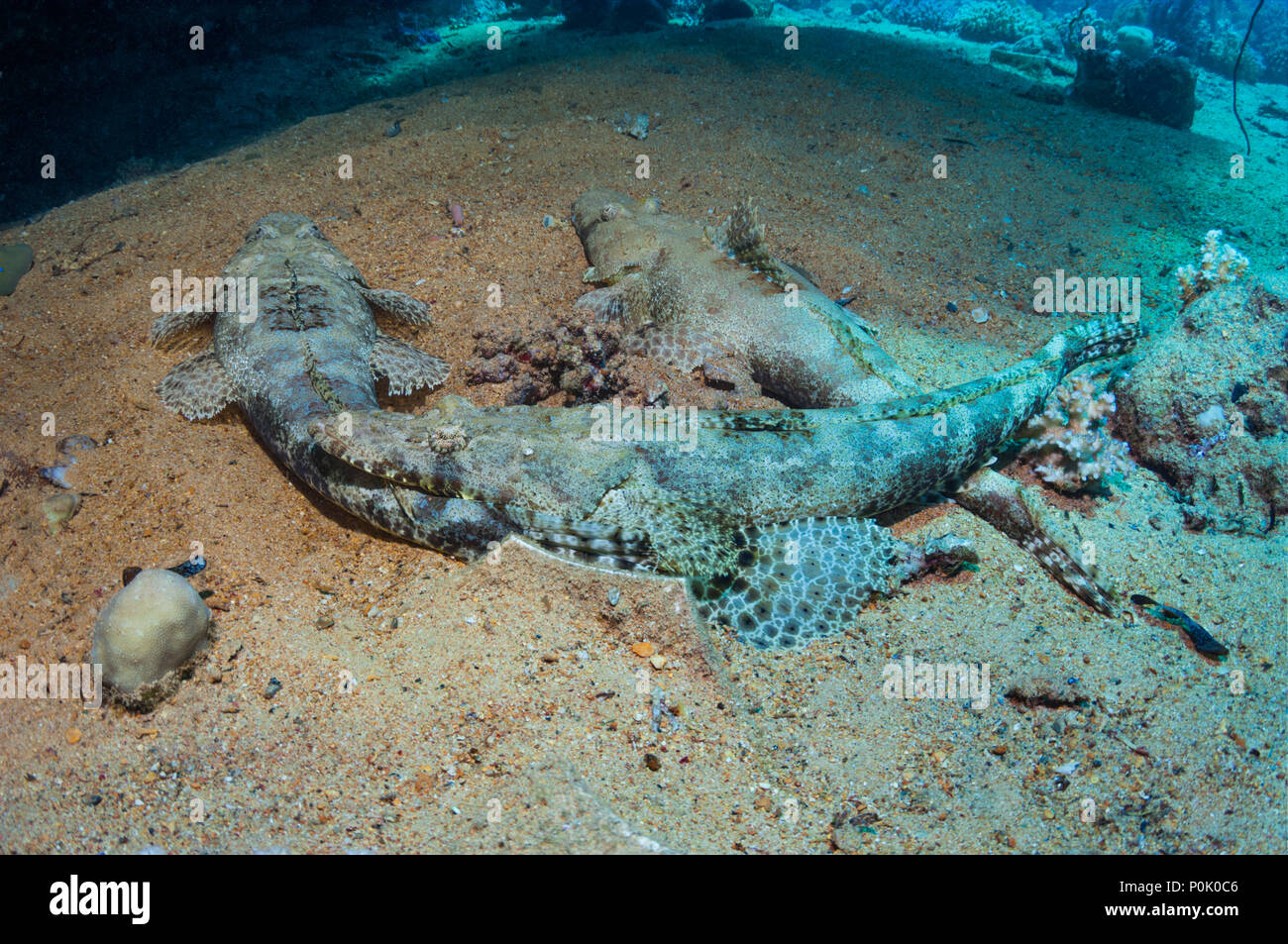 Flatheads o Crocodilefish [Papilloculiceps longiceps] giacente sul fondo sabbioso. Egitto, Mar Rosso. Membro dell ordine Scorpaaeniformes. La specie ora Foto Stock