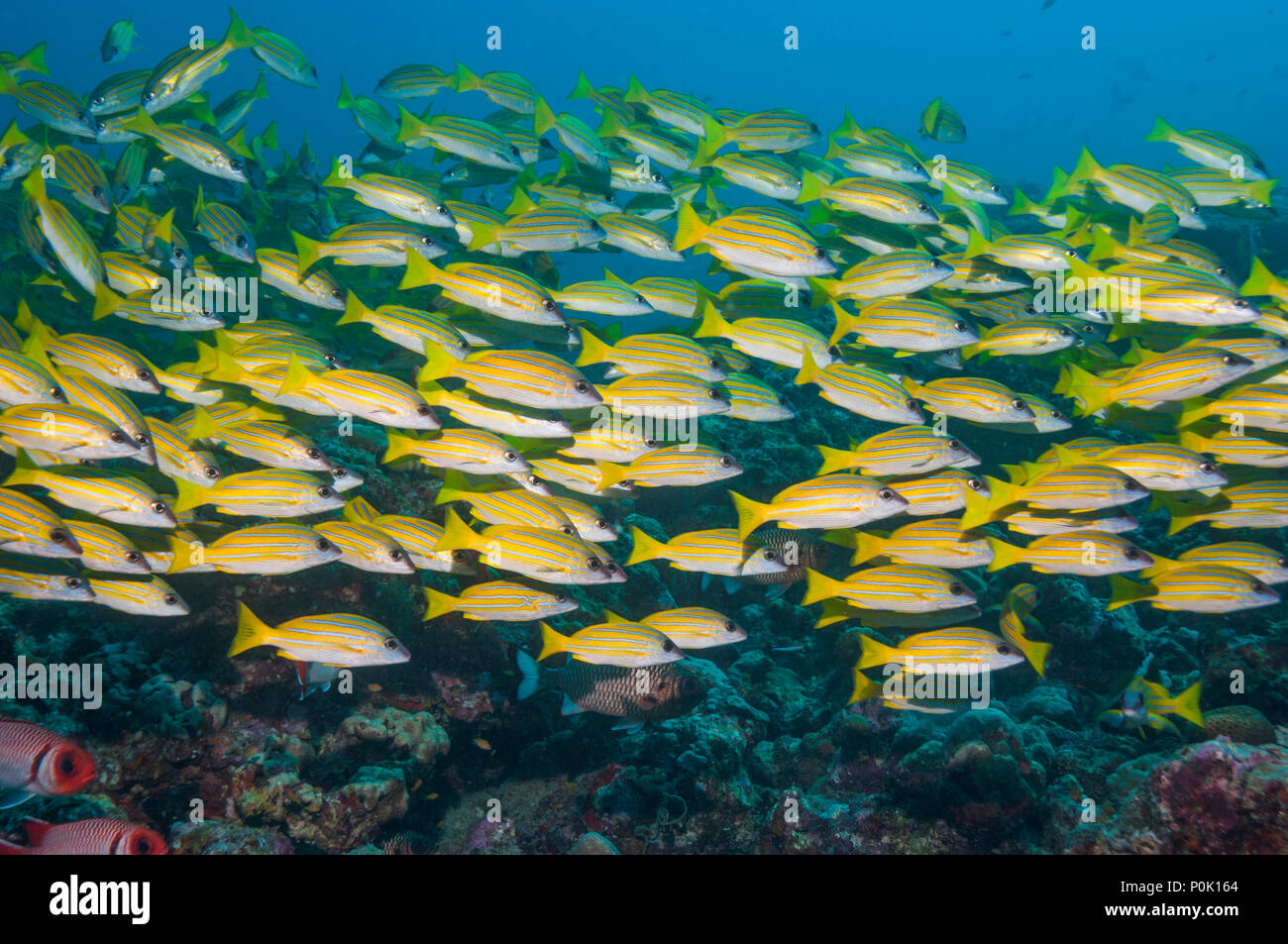 Kasmira lutiani [Lutjanus kasmira]. Maldive. Foto Stock