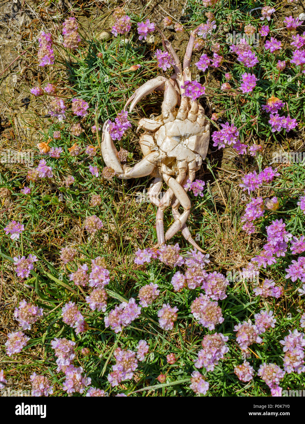 Spiaggia di CULBIN MORAY Scozia ciuffo di mare rosa parsimonia fiori sulla battigia e lo scheletro di bianco di un granchio morto Foto Stock