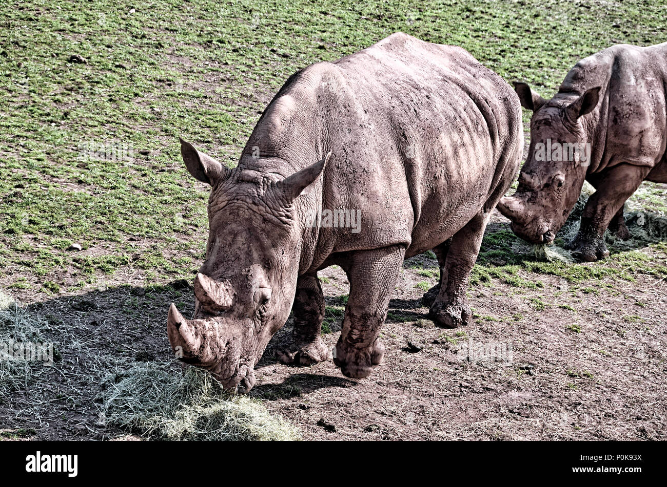 Due rinoceronte bianco Foto Stock