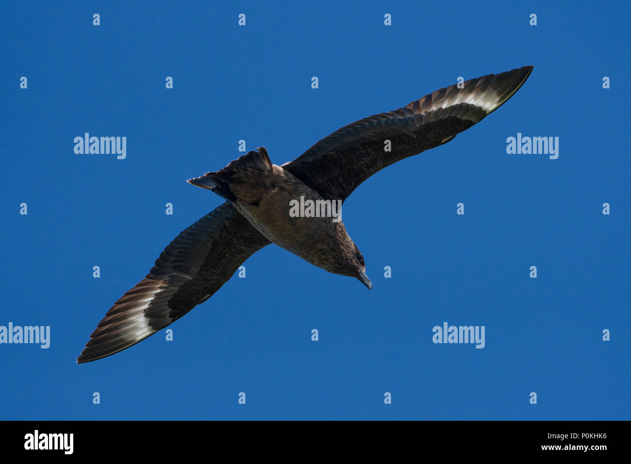 Un grande Skua (Stercorariusparasiticus) inflight come le pattuglie scogliera, Duncansby Head, a nord della Scozia, Regno Unito Foto Stock