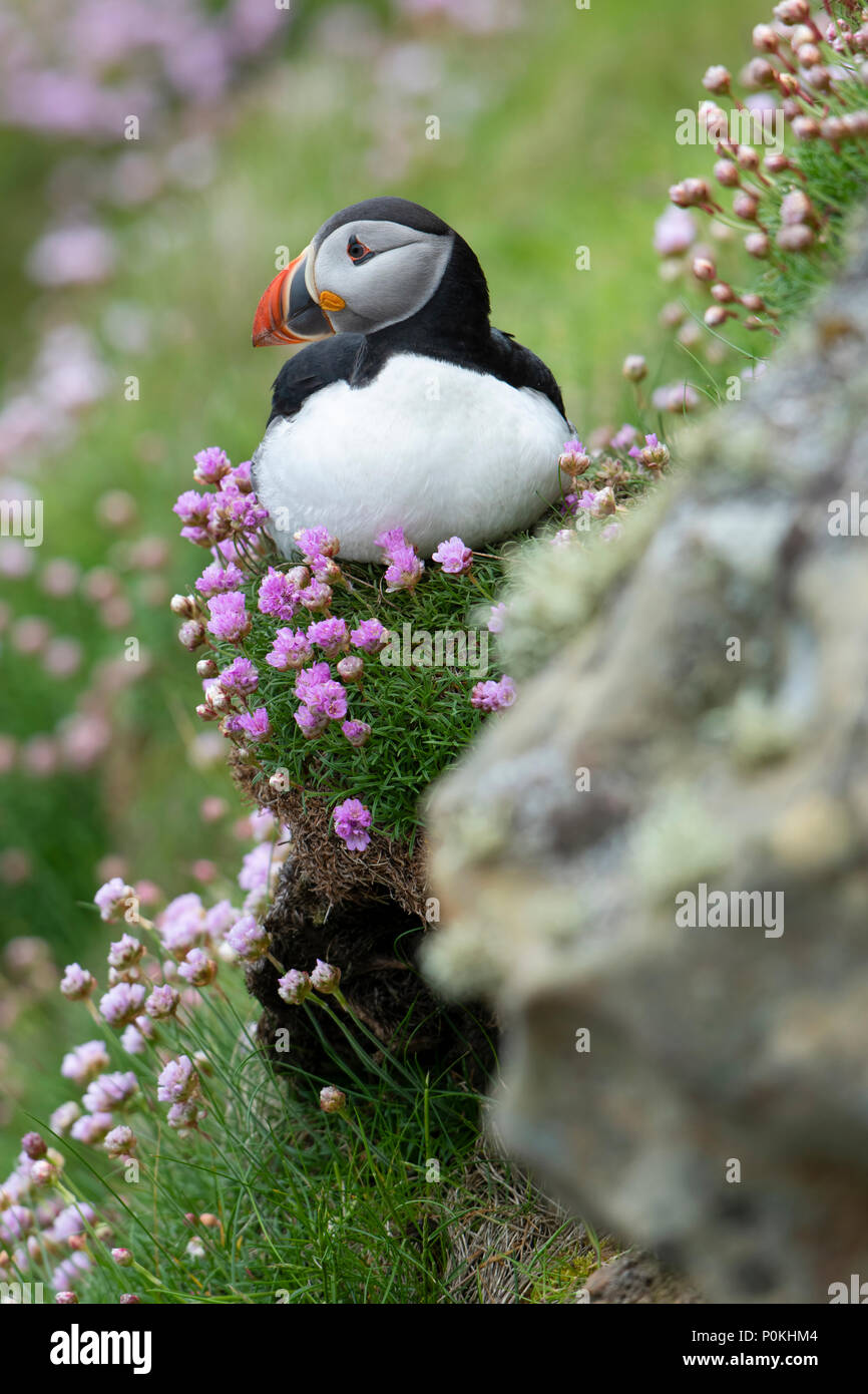 Puffin (atlantico), Fratercula arctica, su una scogliera, tra la parsimonia alla testa di Dunnett, Caithness,Highlands,Scozia,UK Foto Stock