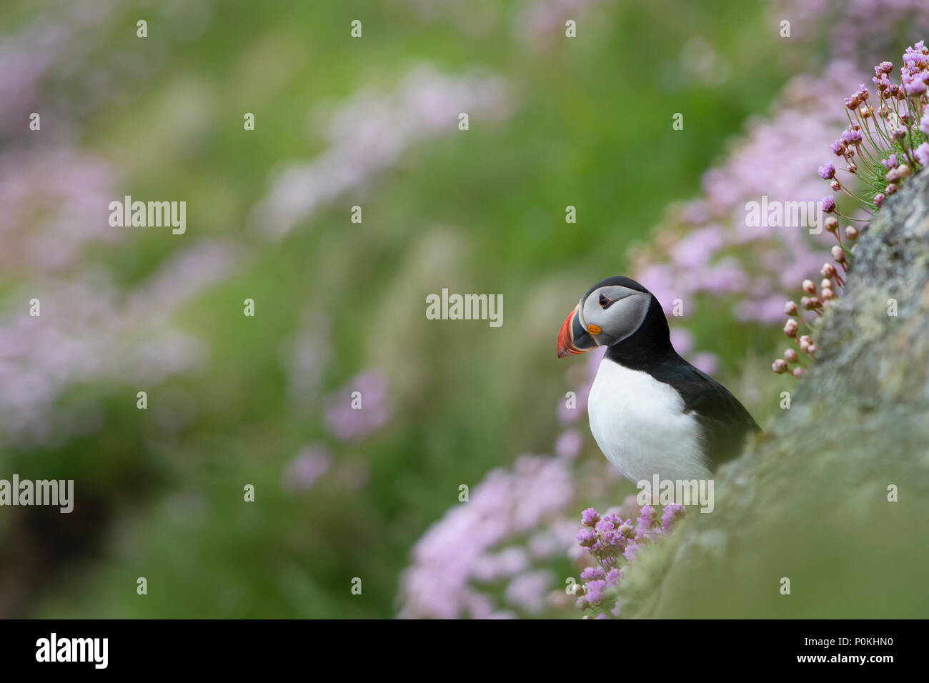 Puffin (atlantico), Fratercula arctica, su una scogliera, tra la parsimonia alla testa di Dunnett, Caithness,Highlands,Scozia,UK Foto Stock