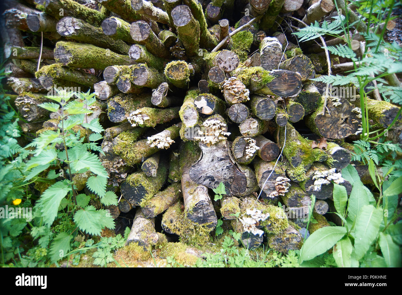 Legno impilati l'asciugatura prima di utilizzare in un mulino rocchetto, Stott Park Rocca mill, Finsthwaite, South Lakeland, Cumbria, Regno Unito, GB Foto Stock