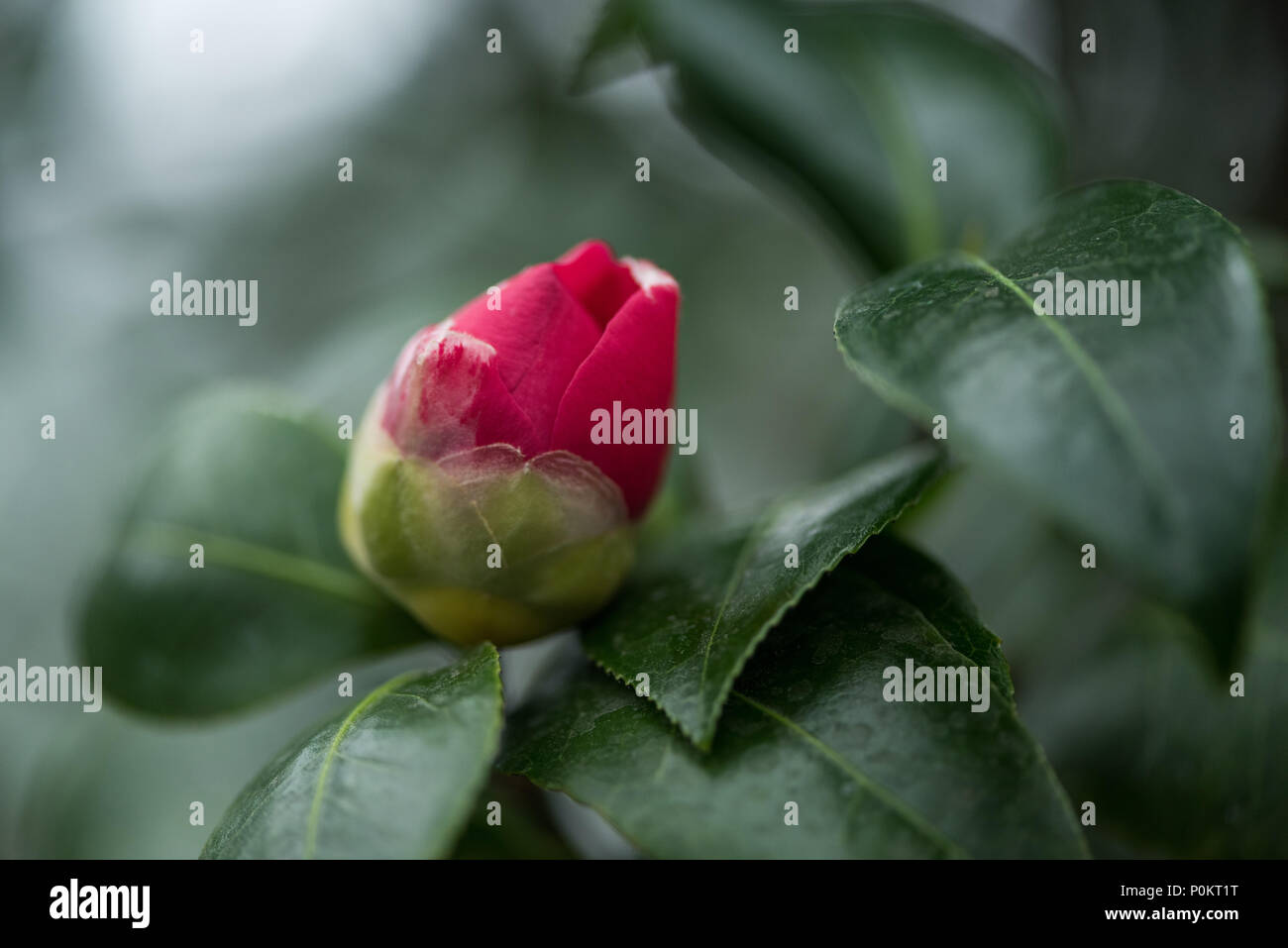 Vista ravvicinata del bellissimo fiore rosso bud con foglie di colore verde Foto Stock