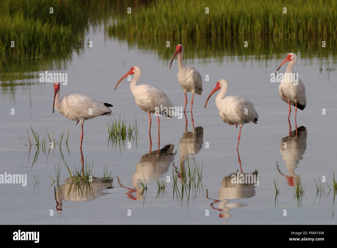 Ibis bianco sulla spiaggia e i fondali di Fort De Soto State Park, Florida. Foto Stock