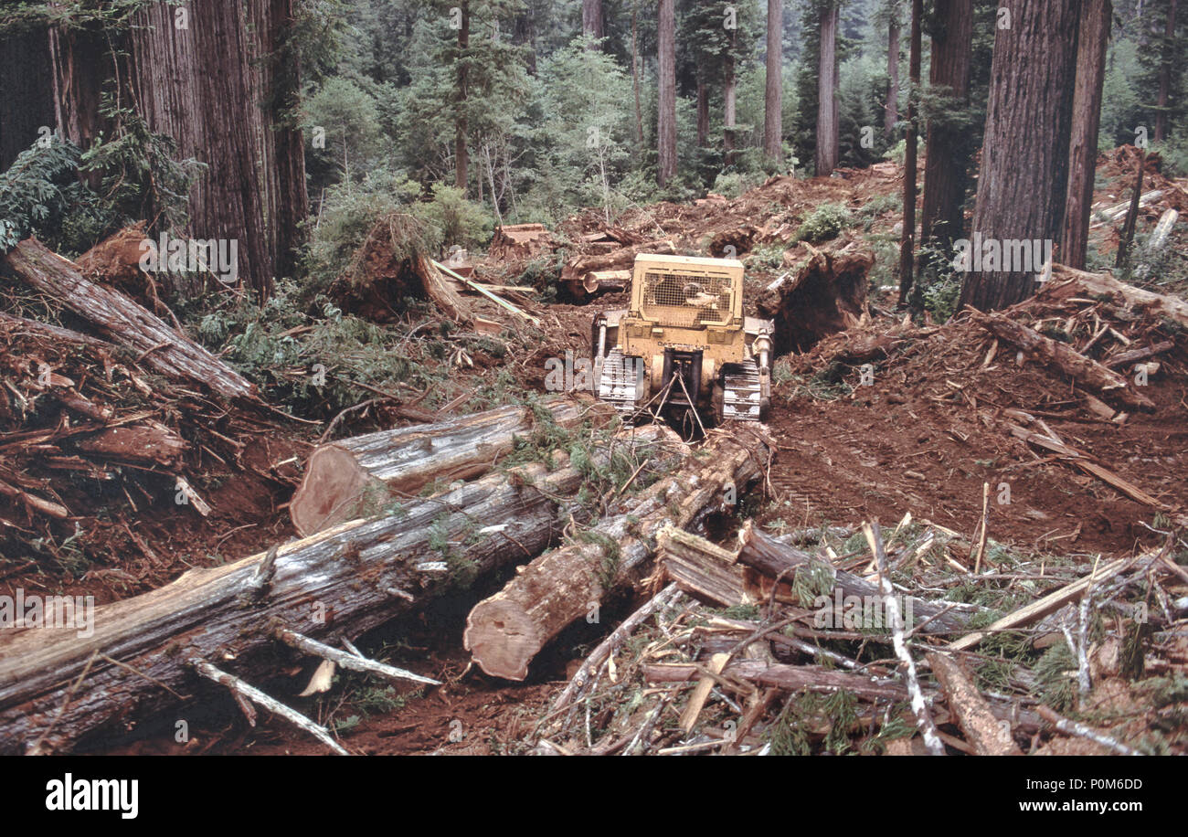 D-8K Caterpillar tracklayer slittamenti Redwood logs, 'Sequoia simpervirens','operazione di registrazione, California. Foto Stock