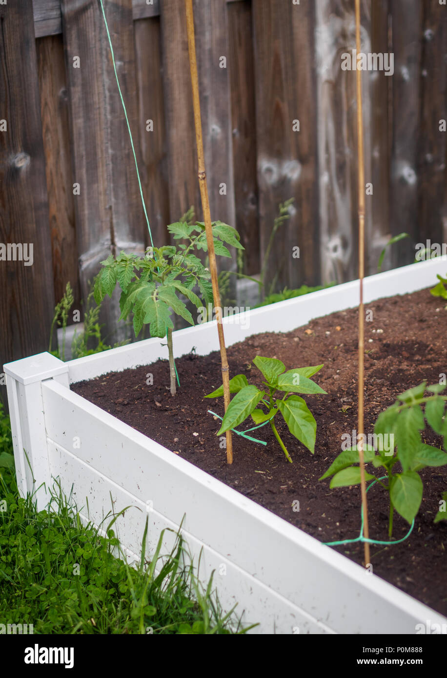 Crescendo il pomodoro e piante di pepe in un bianco letto sollevata piantato nel cortile. Supportato dal traliccio di bambù e il giardino dello spago (stringa). Foto Stock