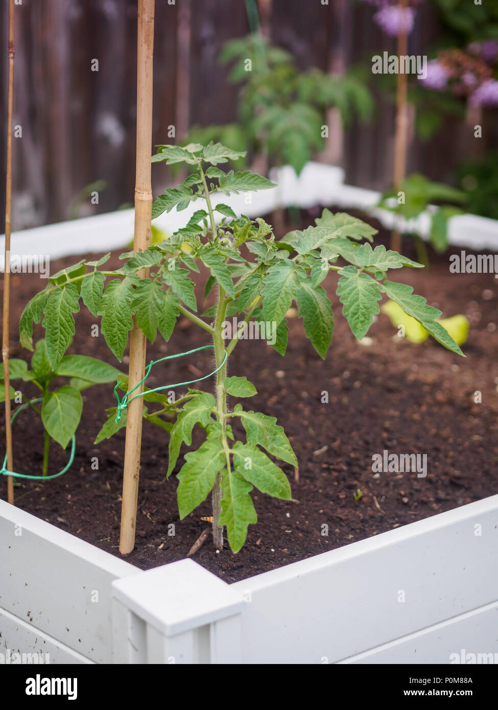 Coltivazione di piante di pomodoro in un bianco letto sollevata piantato nel cortile. Supportato da bambù trellis. Foto Stock