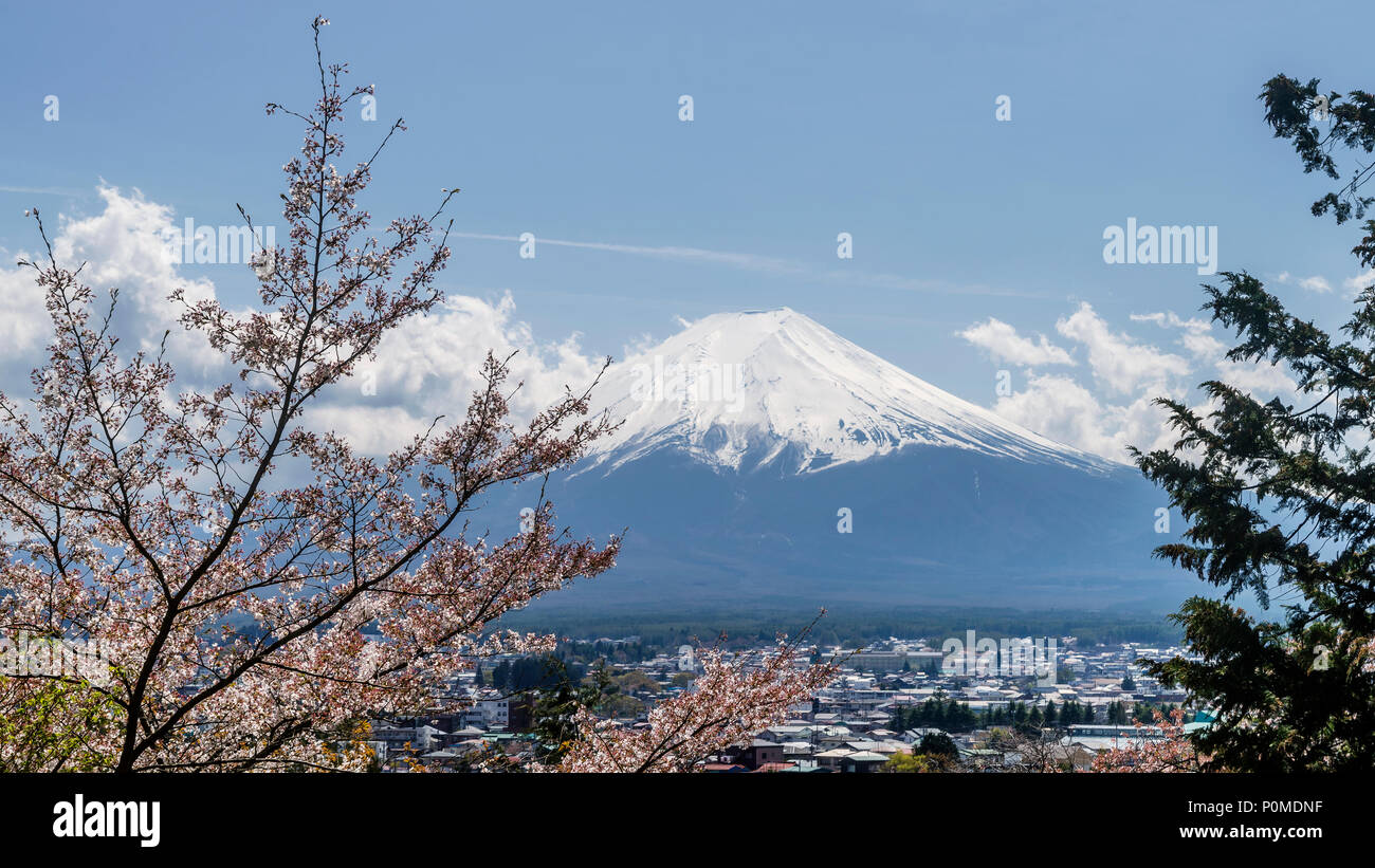 Bellissima vista del Monte Fuji coperte di neve in una giornata di sole, con albero in fiore in primo piano, Giappone Foto Stock