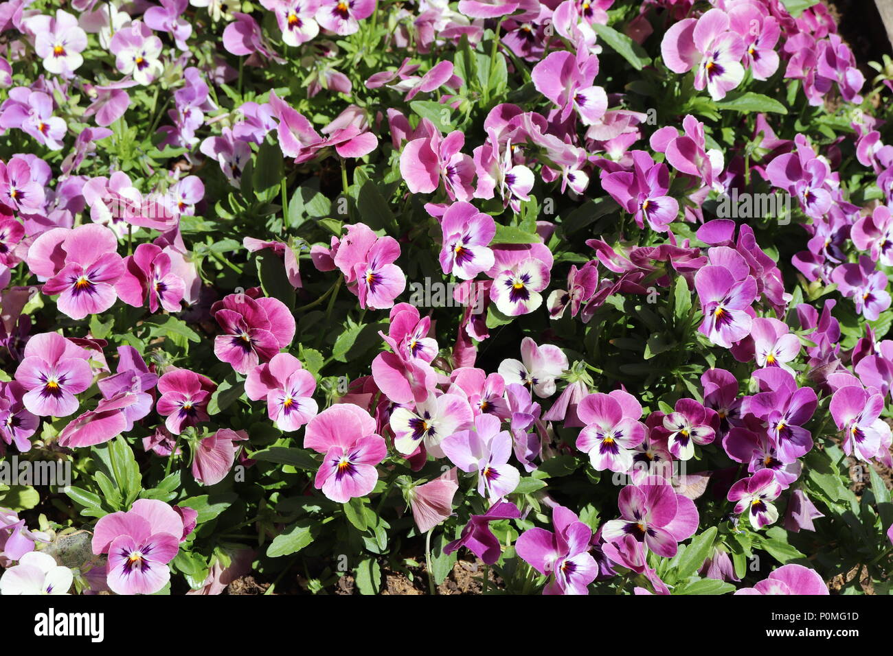 Cluster di rosa/viola pansies Foto Stock