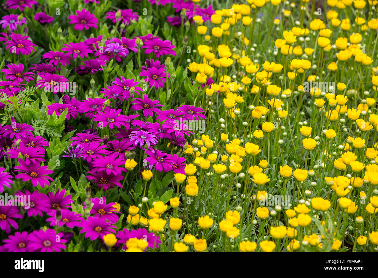 Yangzhou, Jiangsu, Cina. Flower Garden in esili West Lake Park. Foto Stock