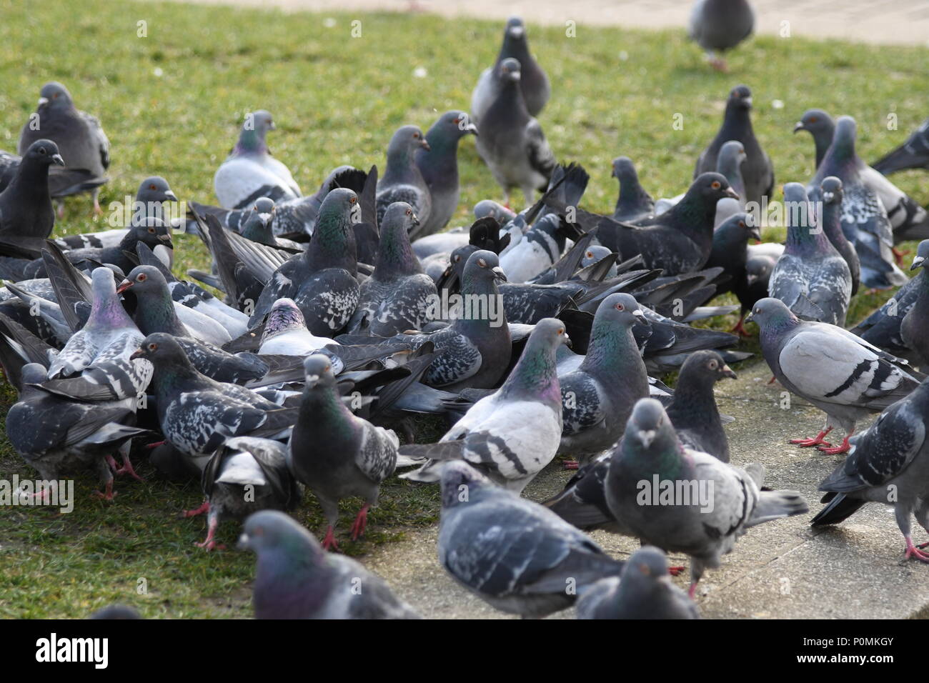 Piccioni urbani Foto Stock