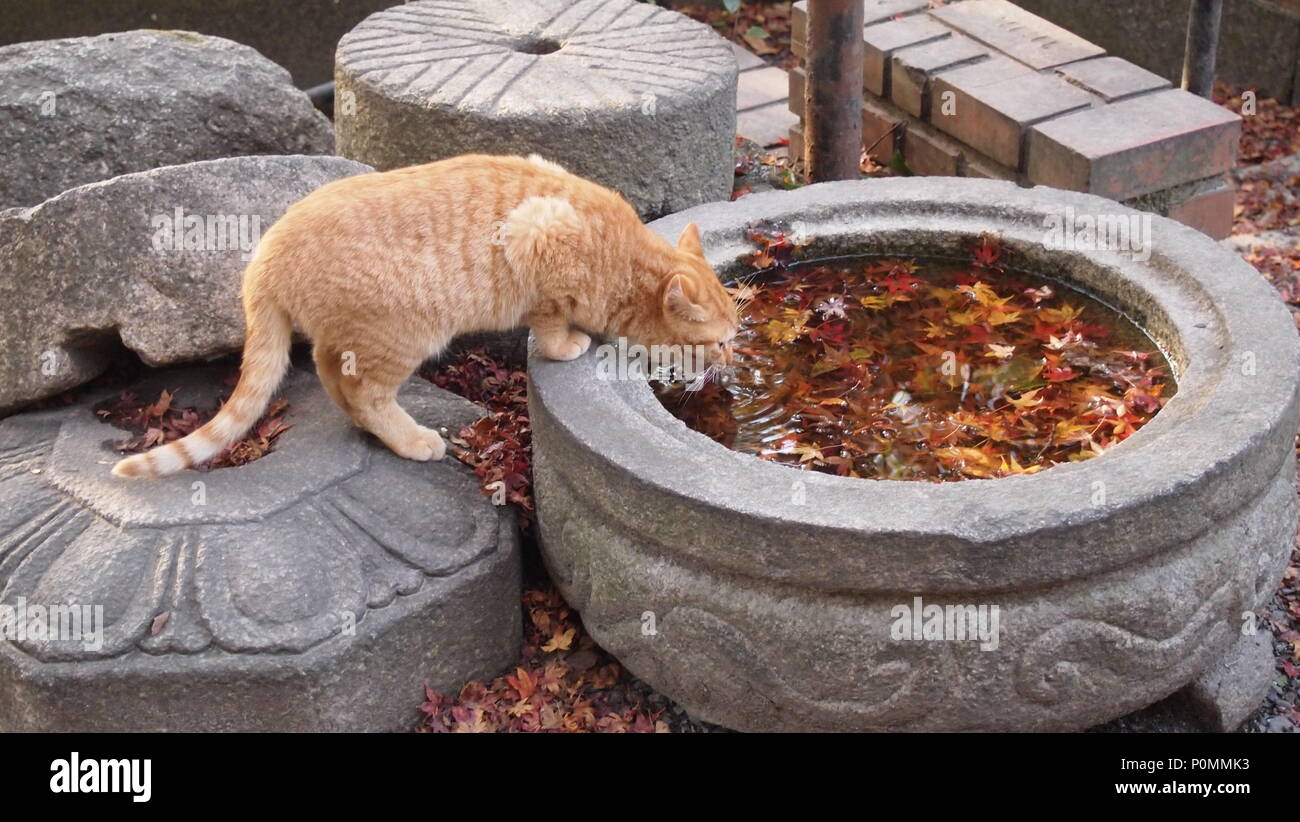 Assaggio del tè da un gatto di zenzero Foto Stock