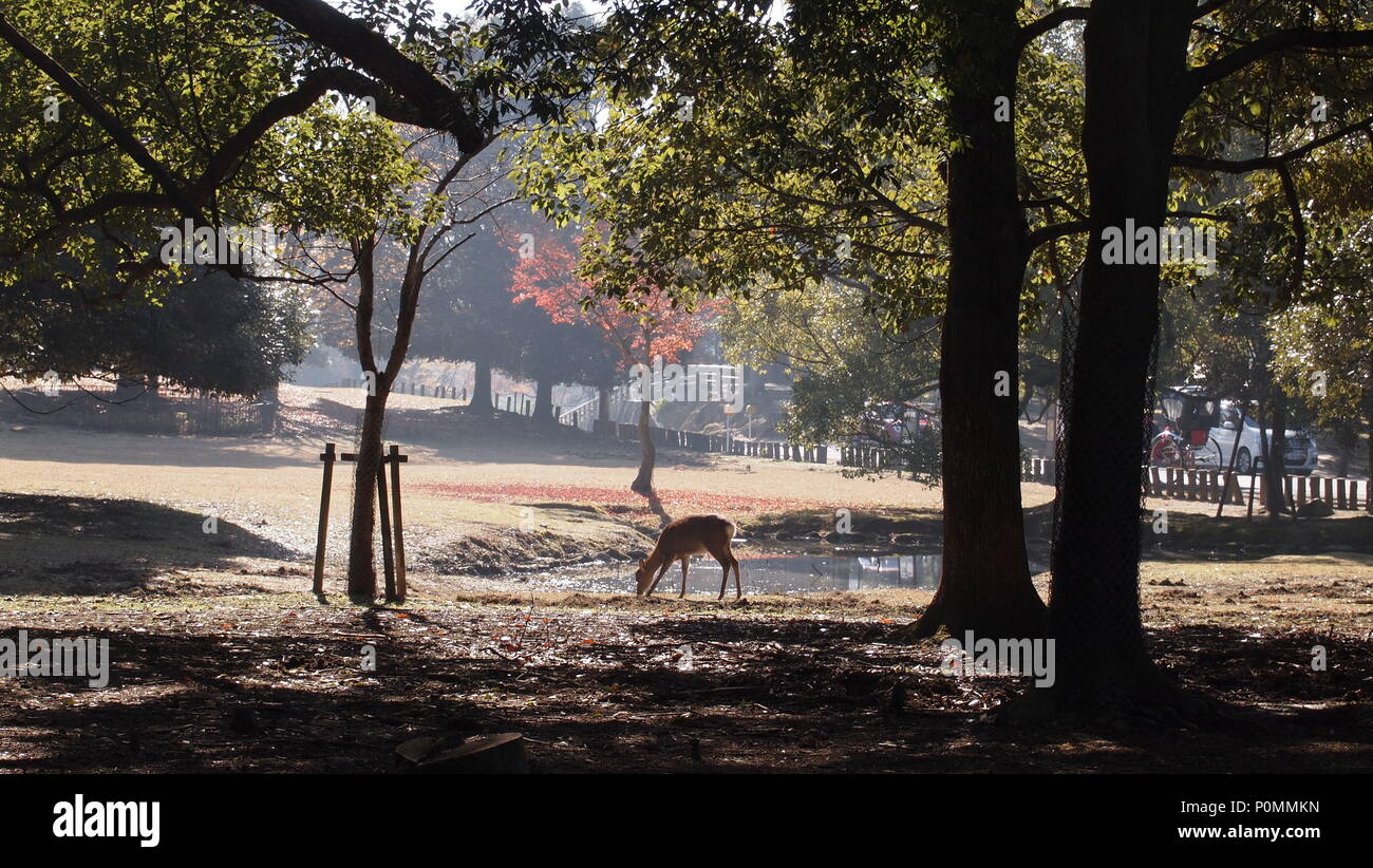 Deer acqua potabile in una foresta a Nara, Giappone Foto Stock