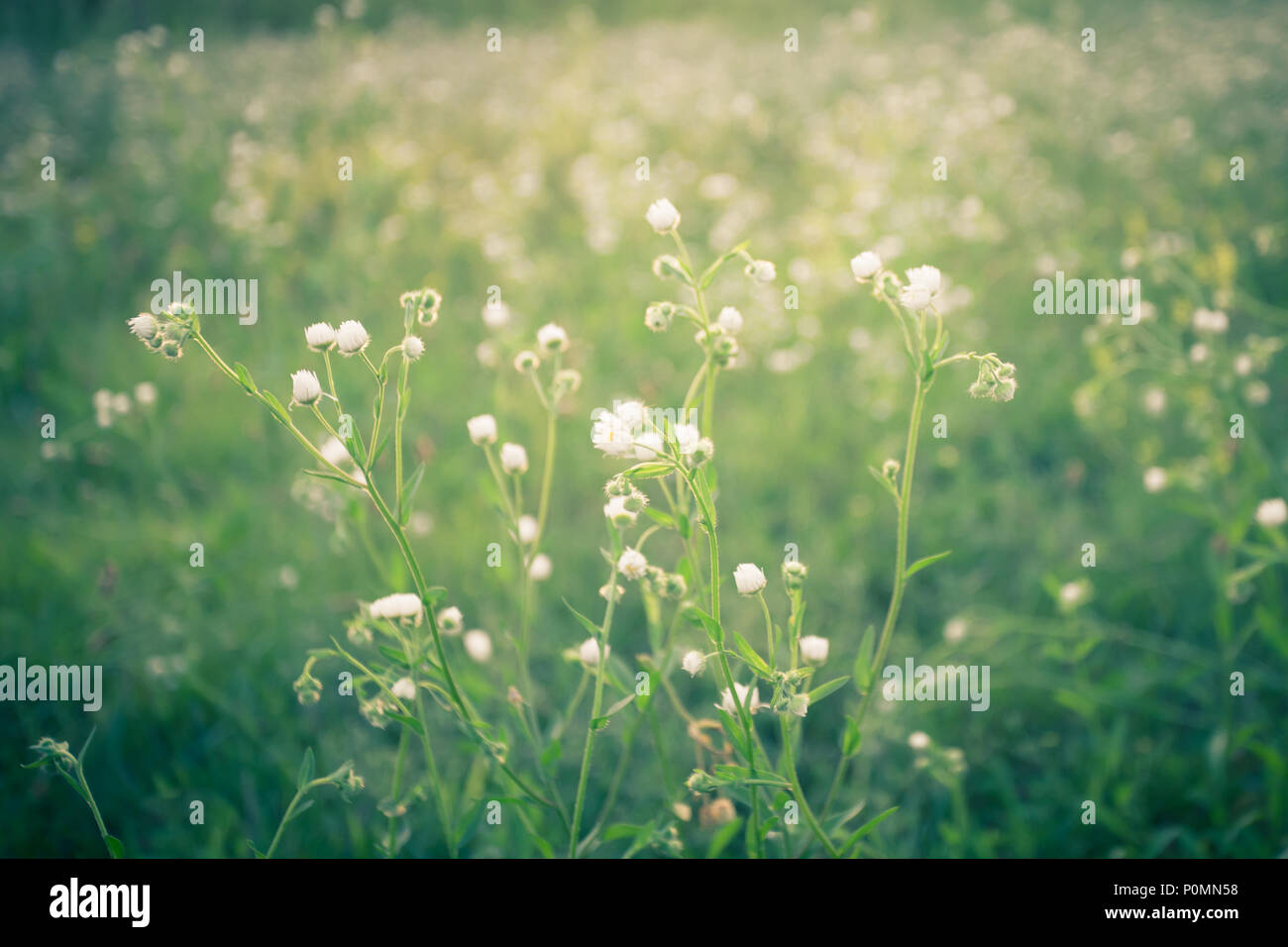 Immagine della natura con il delicato fiore bianco in un prato di fiori selvatici Foto Stock