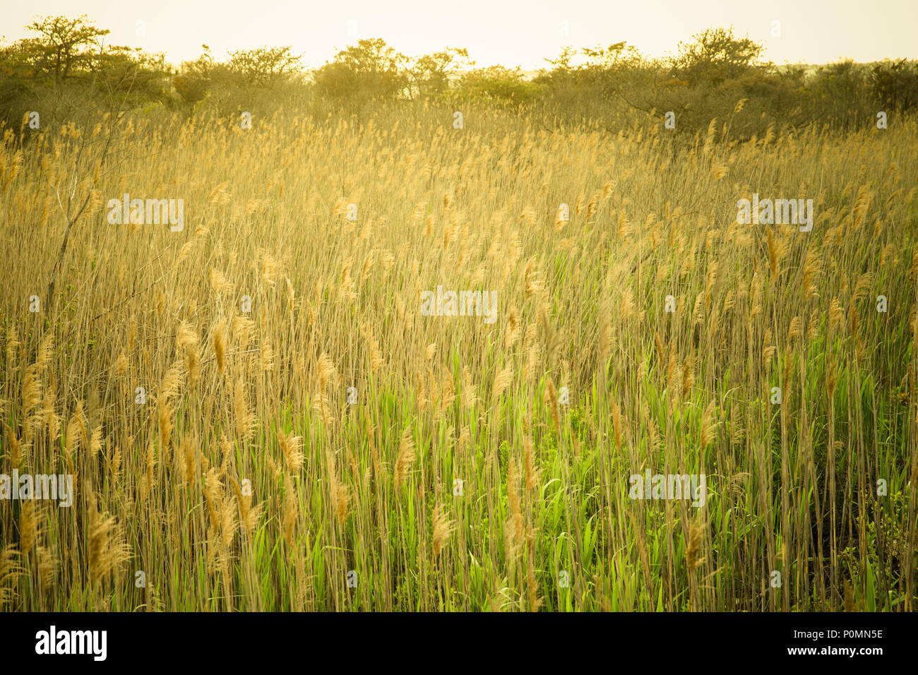 Natura immagine di erba alta lungo la zona costiera Foto Stock