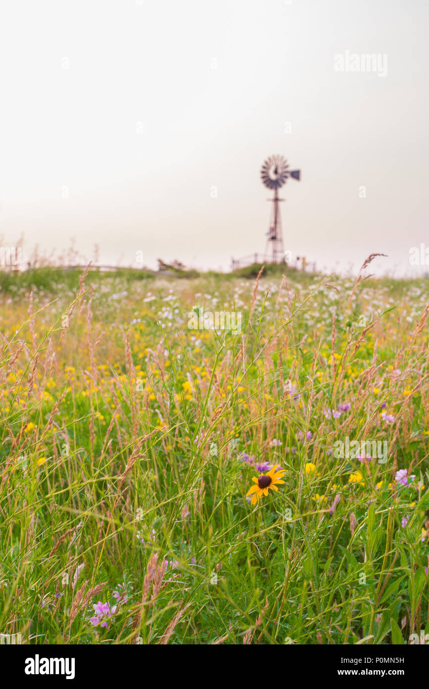 Risorsa ambientale immagine orizzontale con campo di fiori selvaggi e il mulino a vento in background Foto Stock