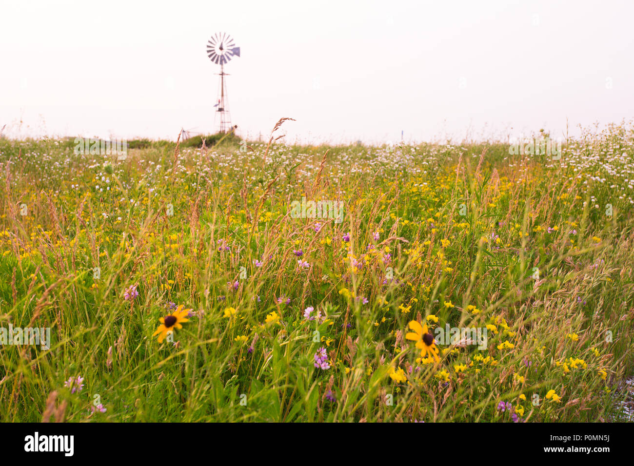 Risorsa ambientale immagine orizzontale con campo di fiori selvaggi e il mulino a vento in background Foto Stock