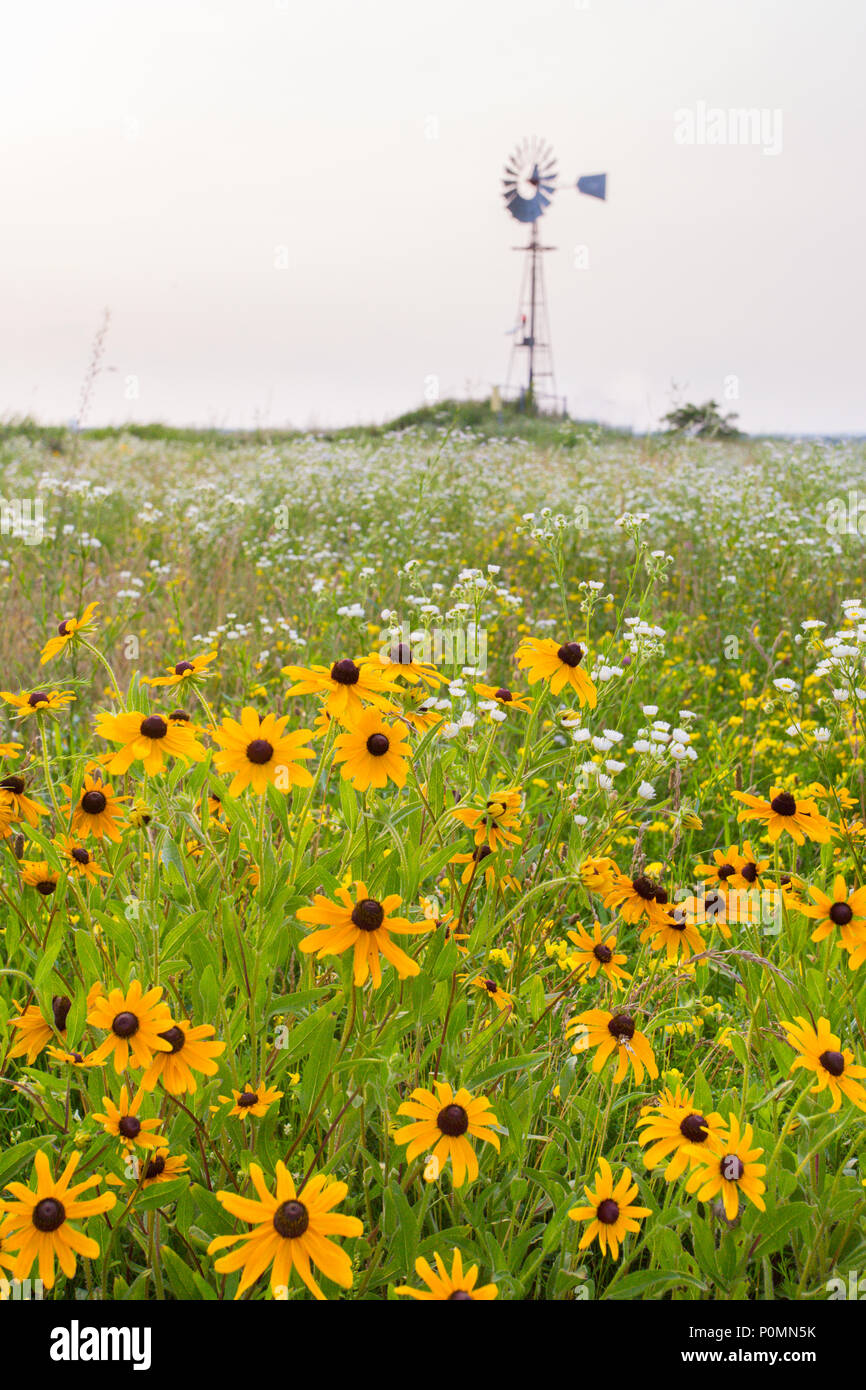 Risorsa ambientale immagine orizzontale con campo di fiori selvaggi e il mulino a vento in background Foto Stock