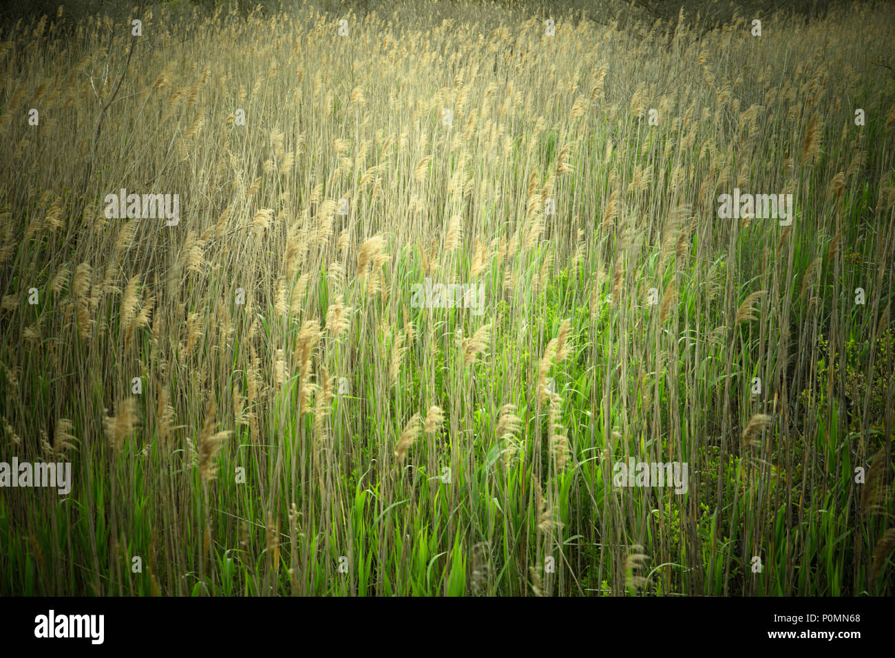 Natura immagine di erba alta lungo la zona costiera Foto Stock
