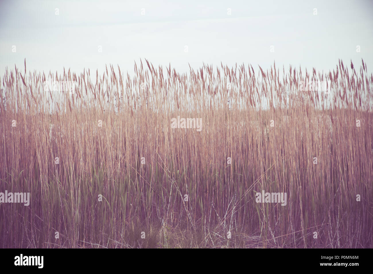 Natura immagine di erba alta lungo la zona costiera Foto Stock
