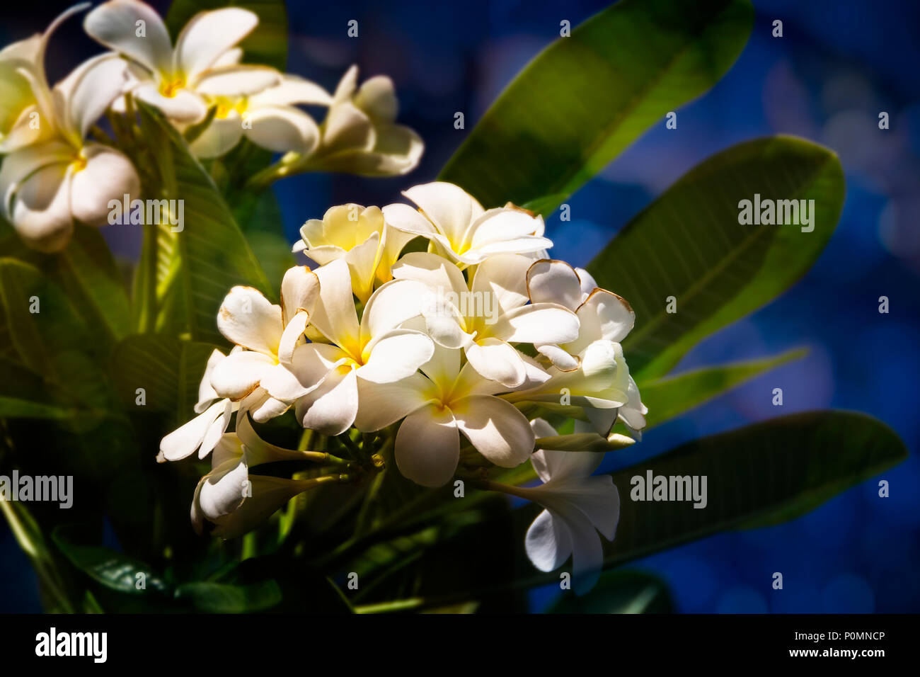 Plumeria da Waikiki Hawaii Foto Stock