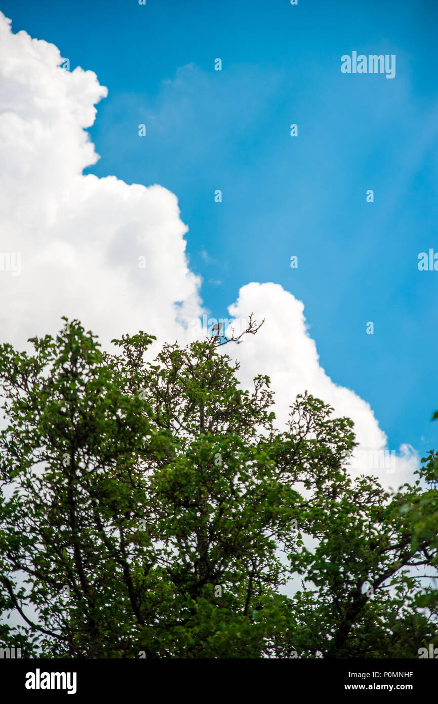 Un piccolo uccello sorge in cima all'albero, Lussemburgo Foto Stock